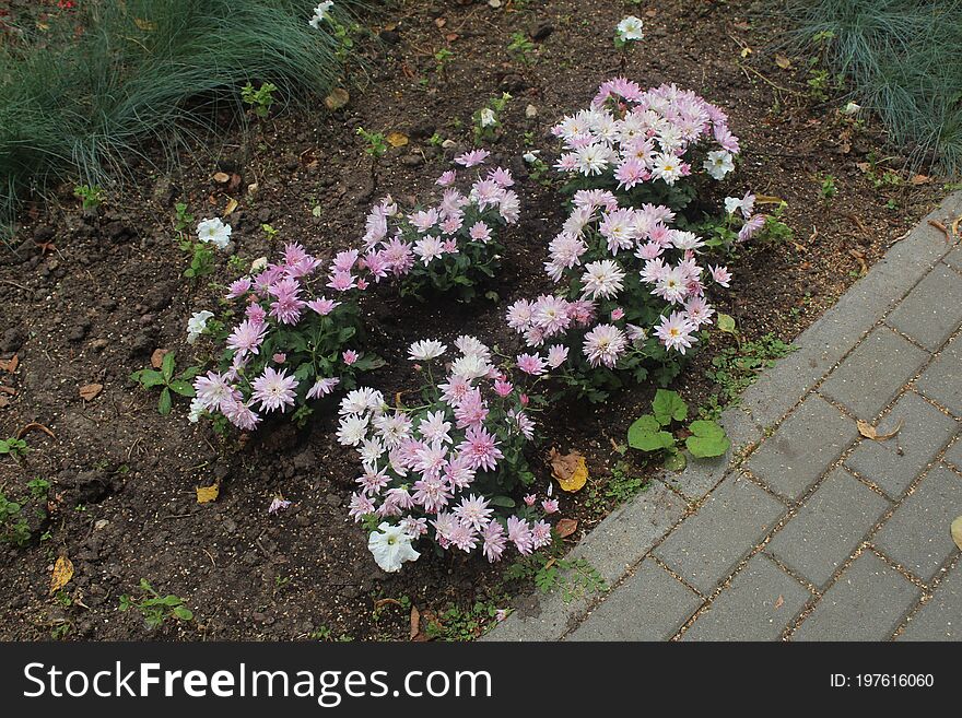 Flowers In The Central Park Of The City Of Korolyov.