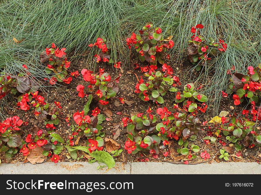 Flowers in the Central Park of the city of Korolyov.