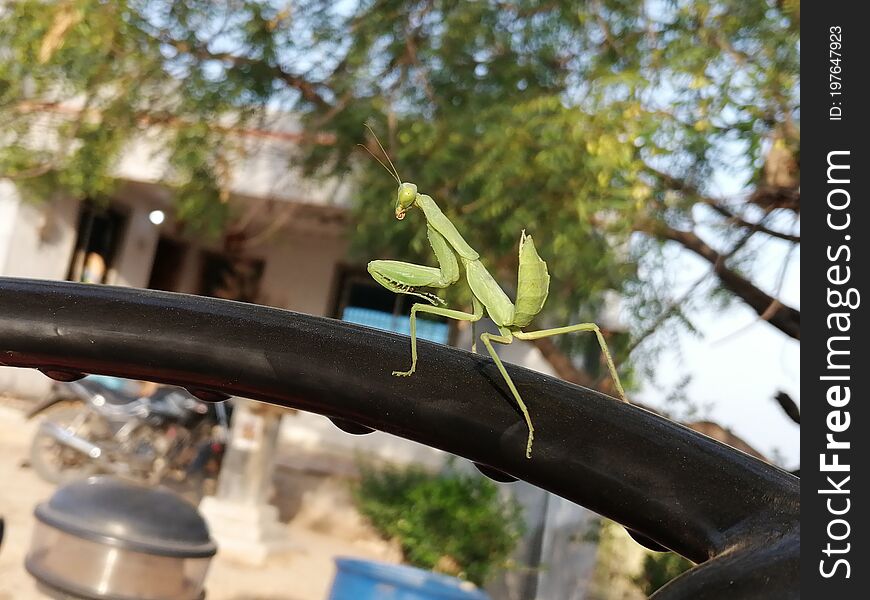 A beautiful fighter grasshopper in Indian tractor