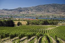 Vineyards By Osoyoos In Okanagan Stock Photography Vineyards By Osoyoos In Okanagan Stock Photography