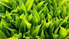 Green Floral Background Stock Images Green Floral Background Stock Images