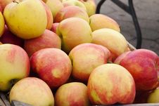 Fresh Autumn Apples Stock Photography Fresh Autumn Apples Stock Photography