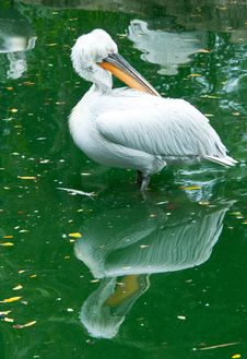 Dalmatian Pelican Stock Photos Dalmatian Pelican Stock Photos