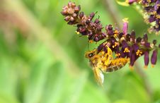 Bee On A Flower With Yellow Pollen Stock Photos Bee On A Flower With Yellow Pollen Stock Photos