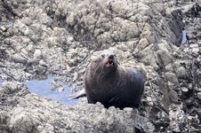 Wild Seal At Ohau Point, New Zealand Stock Photo Wild Seal At Ohau Point, New Zealand Stock Photo