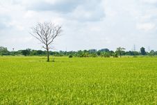 Dead Tree Among Green Rice Paddy Field Royalty Free Stock Images Dead Tree Among Green Rice Paddy Field Royalty Free Stock Images