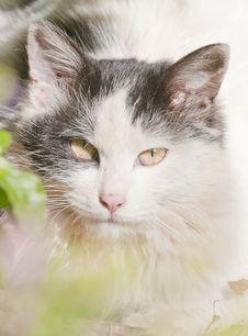 The Cat Royalty Free Stock Photography