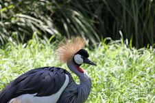 Crowned Crane Stock Photo Crowned Crane Stock Photo