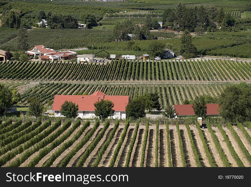 Orchards and vineyards in Osoyoos