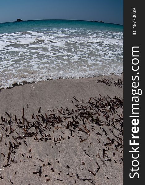 Sunny beach in Corsica with seaweeds in a foreground