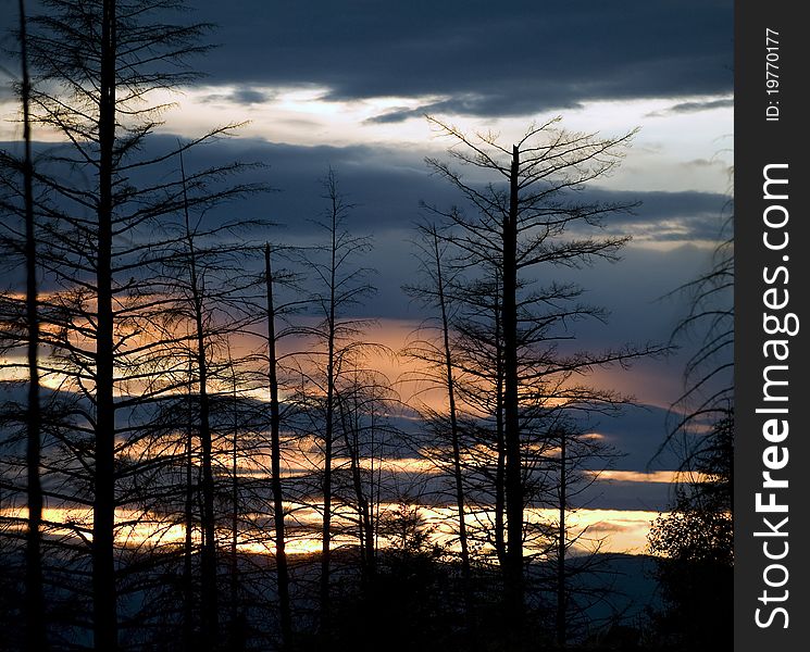 Dead trees after fire in Okanagan. Dead trees after fire in Okanagan