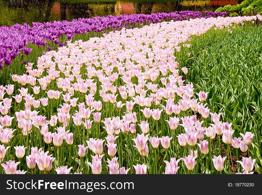 Swathes of pink and magenta tulips form  long curving flowerbeds at the Keukenhof gardens, near Amsterdam.
