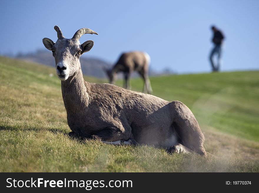 Mountain Goat resting by golf course