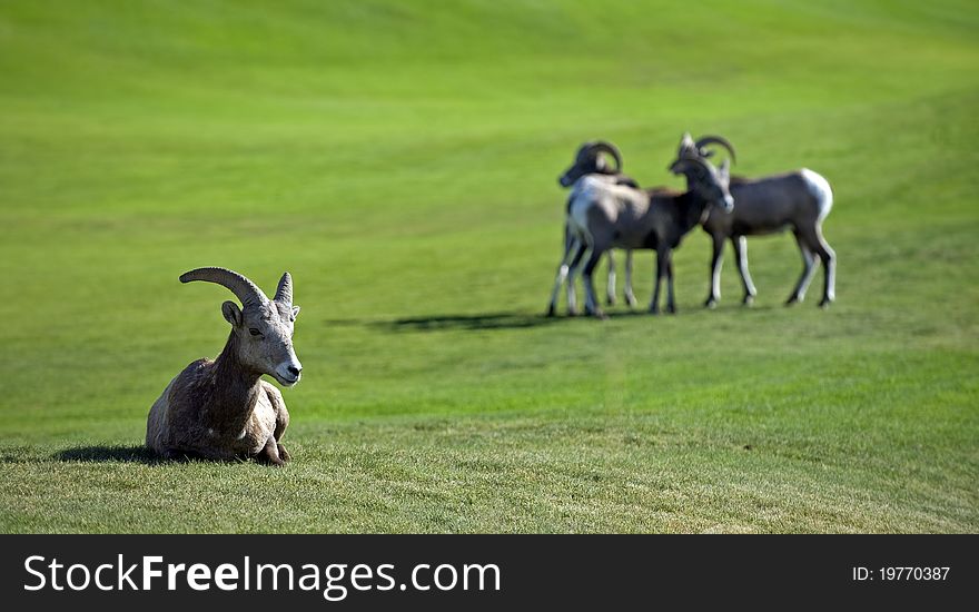 Mountain Goat resting by golf course