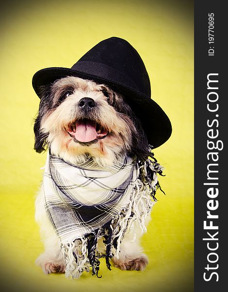 Black and white shih tzu dog with a hat and scarf on yellow background.