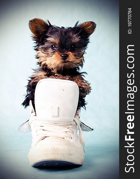 A Yorkshire pup in a white shoe with a blue background. A Yorkshire pup in a white shoe with a blue background.