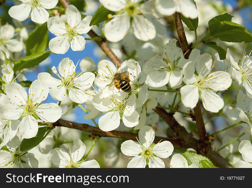 A bee on a flower cherry tree on a sunny spring day. A bee on a flower cherry tree on a sunny spring day