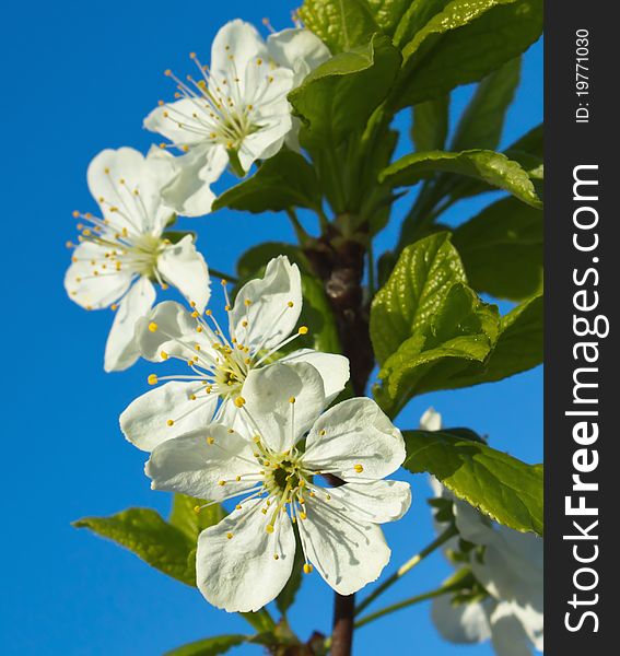 Delicate white flowers of cherry wood close. Delicate white flowers of cherry wood close