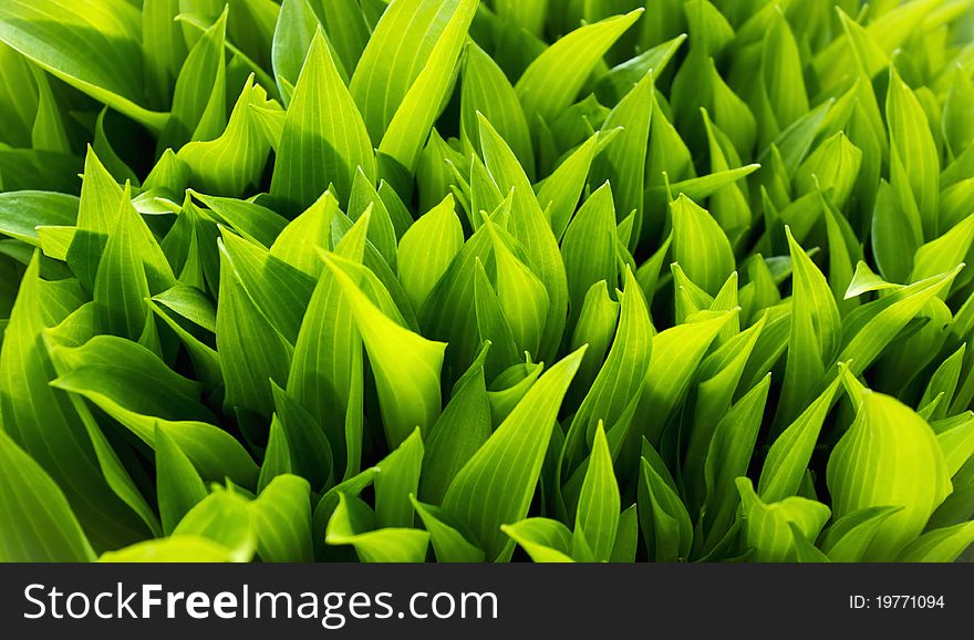 Dense thickets of green decorative garden plant. Dense thickets of green decorative garden plant