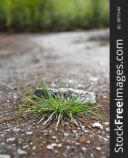 Bunch of a green grass on a wood path. Bunch of a green grass on a wood path