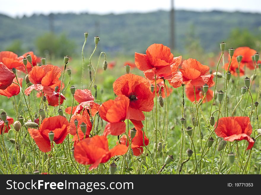 Lots of poppies in nature on a big field