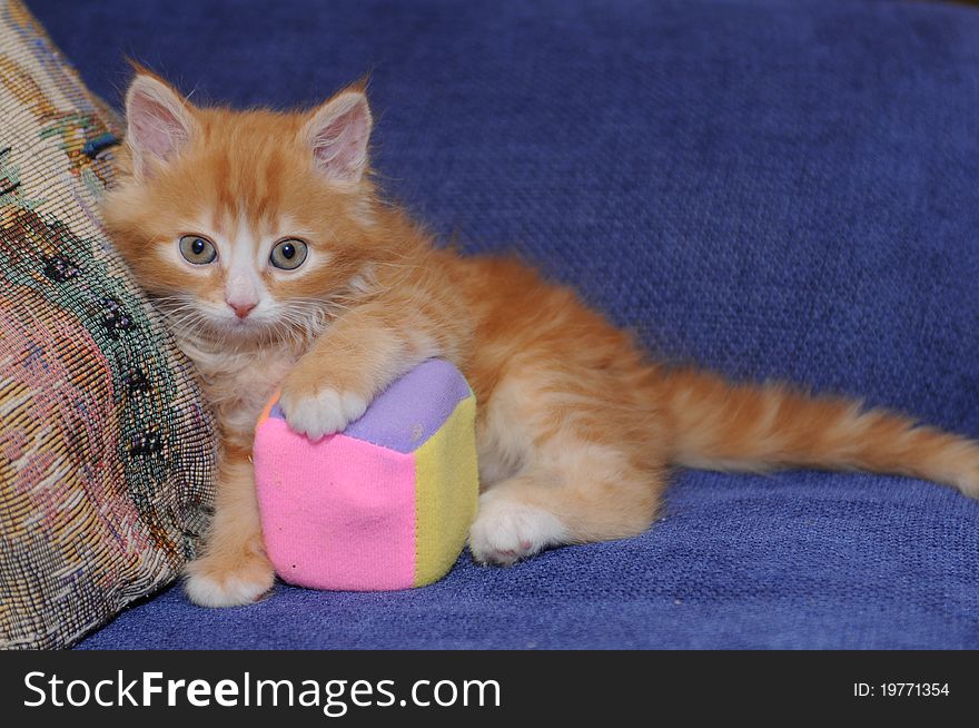 Little cute red kitten with a toy on blue sofa. Little cute red kitten with a toy on blue sofa