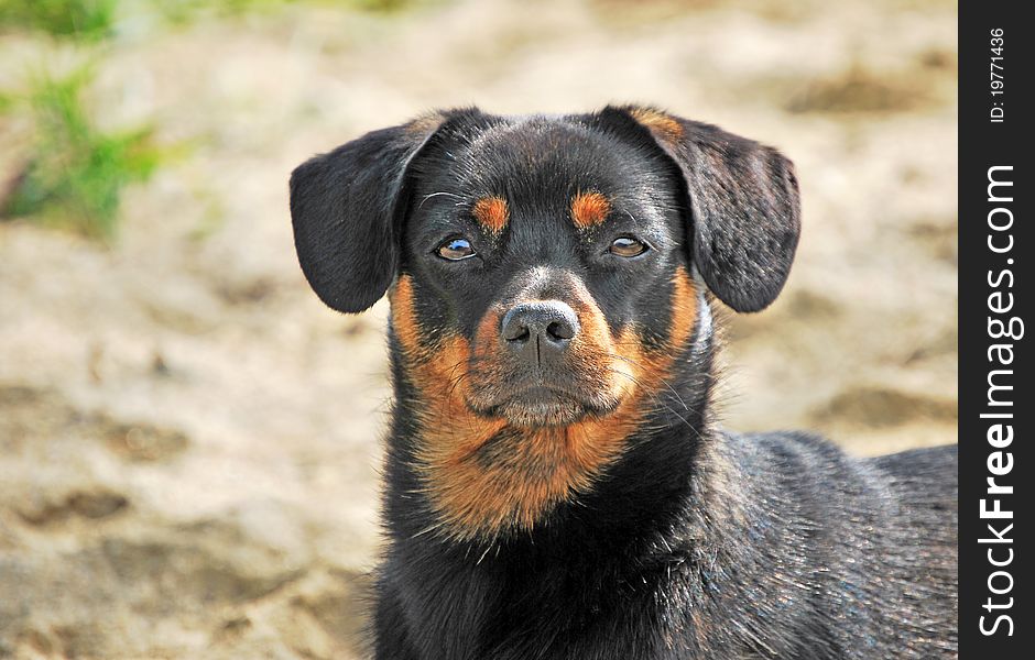 Curious dog portrait