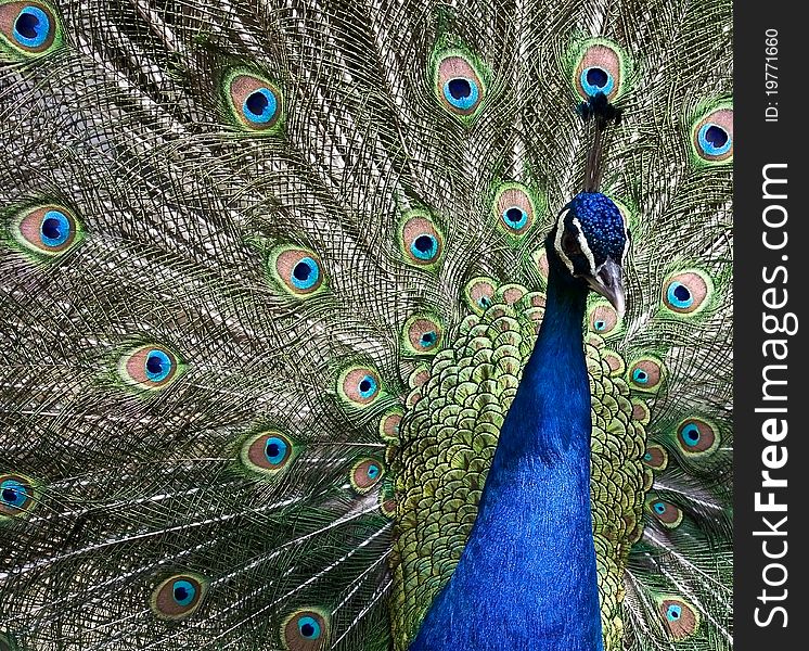 Peacock With Open Tail