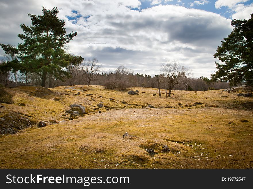 Two trees on a field in Sweden