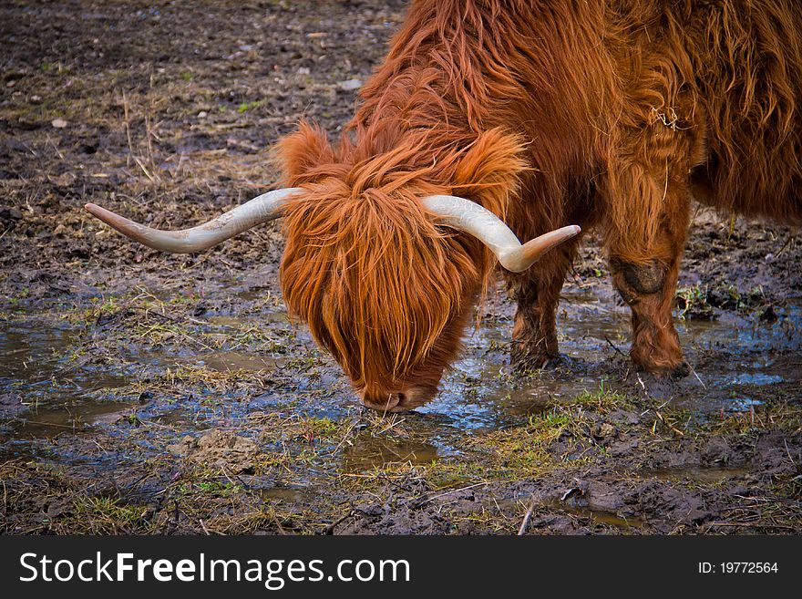 A long horned cow on a farm in Sweden