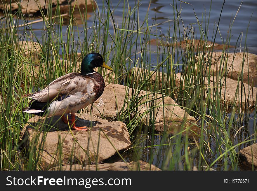 Drake mallard duck in the reeds and rocks along side of a river. Drake mallard duck in the reeds and rocks along side of a river.