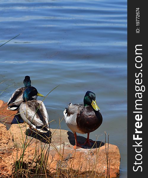 Three drake mallard ducks in the reeds and rocks along side of a river. Three drake mallard ducks in the reeds and rocks along side of a river.