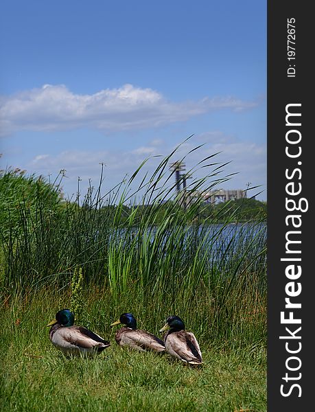 Three drake mallard ducks in the reeds and rocks along side of a river, at Flushing Meadow Corona Park with World Fair structures in background. Three drake mallard ducks in the reeds and rocks along side of a river, at Flushing Meadow Corona Park with World Fair structures in background