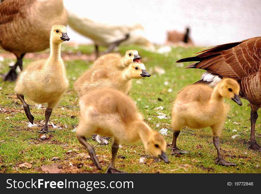 Goose, Goslings Running near Lake and nature reserve. Goose, Goslings Running near Lake and nature reserve