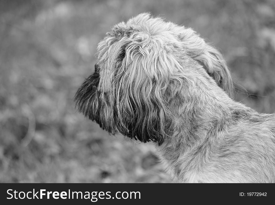 A mysterious dog, seemingly yearning for something in the distance. A mysterious dog, seemingly yearning for something in the distance.