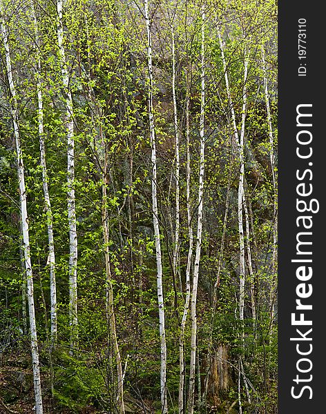 A stand of birch trees in spring, minnesota. A stand of birch trees in spring, minnesota.