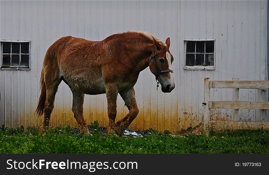 Farm horse in Pennsylvania, he looked like he had a hard day. Farm horse in Pennsylvania, he looked like he had a hard day.