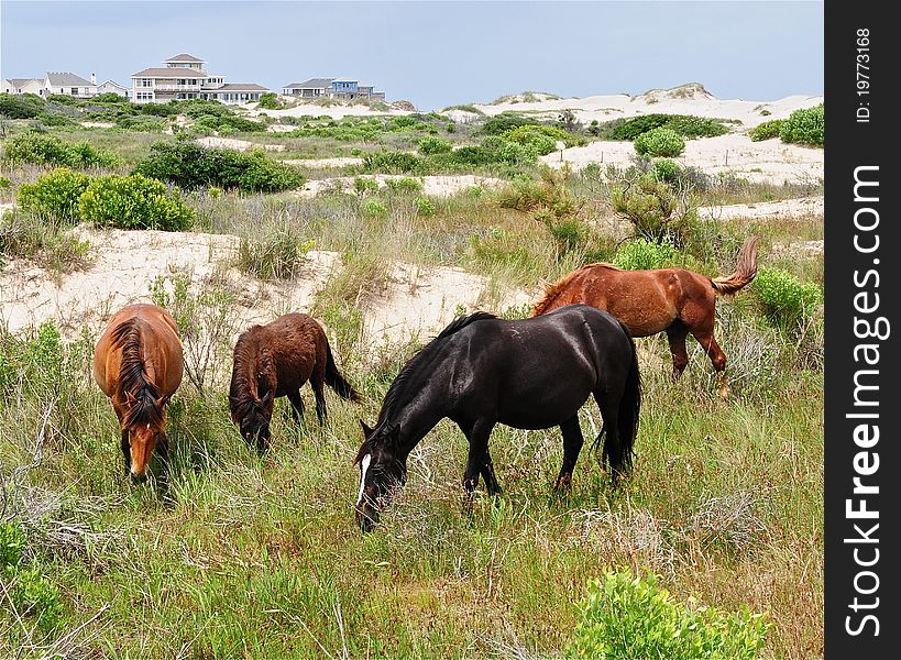 Wild horses that live on the beach in North Carolina. Wild horses that live on the beach in North Carolina
