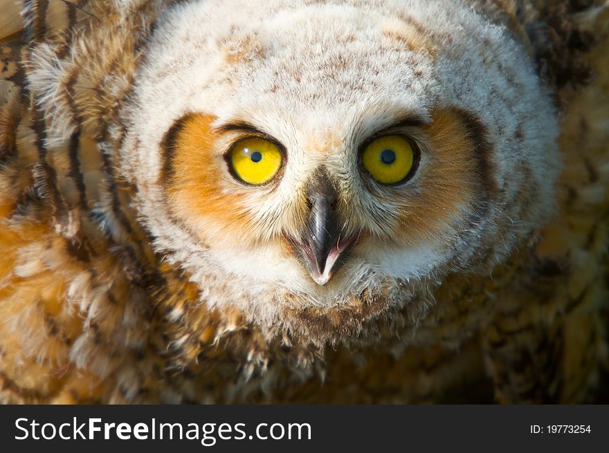 Great Horned Owlet closeup of face.