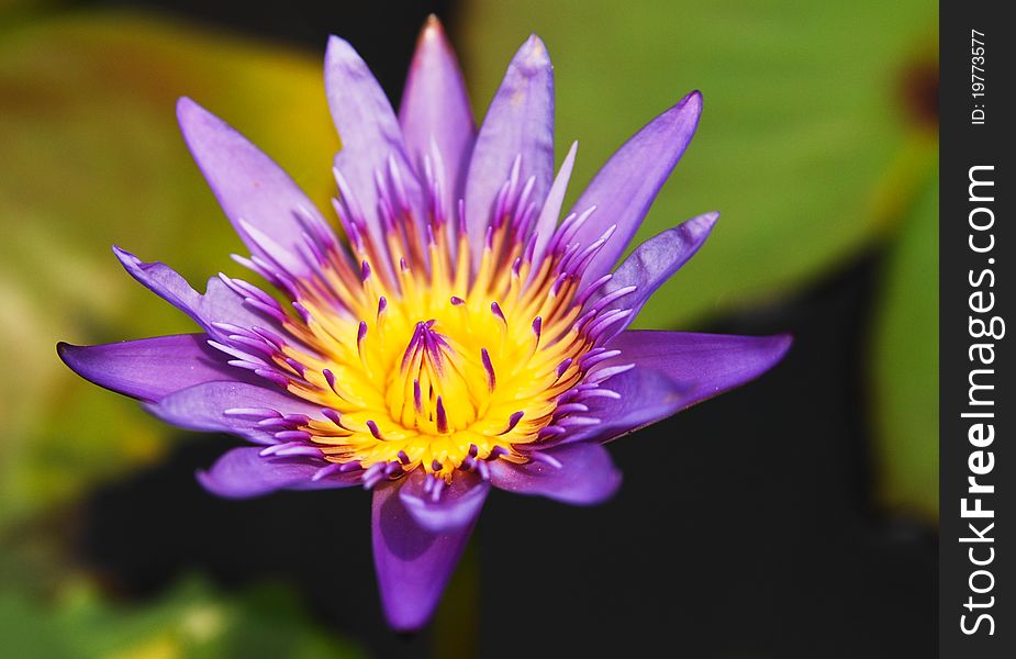 Purple lotus blossoms or water lily flowers blooming .