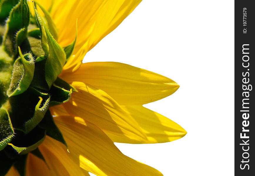 Yellow sunflower isolated on white 
with clipping path. Yellow sunflower isolated on white 
with clipping path.