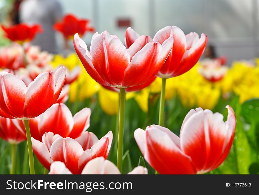 Colorful tulips in the garden  for background.