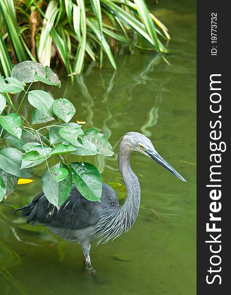 A heron hunting on water in the exhibit in Jurong Bird Park, Singapore