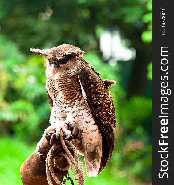 A portrait of horned eagle owl cling on a glove