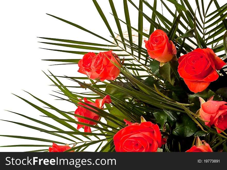 Red roses isolated on white background