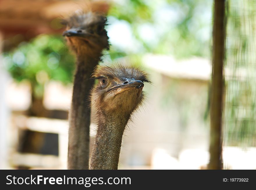 Two ostriches.