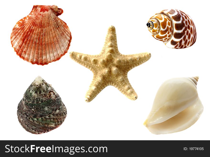 Collection of seashells, isolated on white