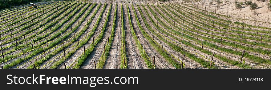 Overview of a vineyard in Emilia Romagna