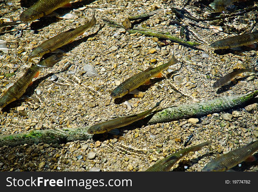 Shoal of fish swimming in a stream at Plitvice, Croatia