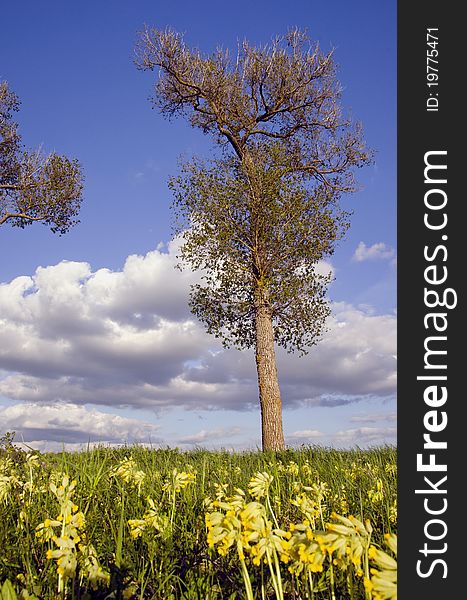 Spring tree on sky and clouds background. Spring tree on sky and clouds background